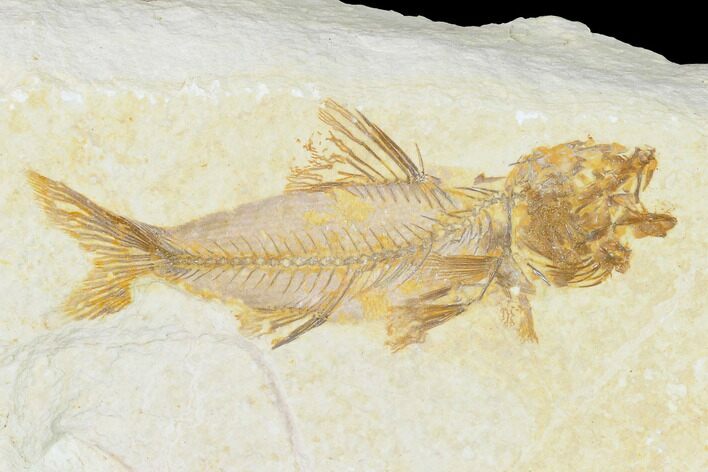 Rare, Fossil Fish (Amphiplaga) - Green River Formation #143757